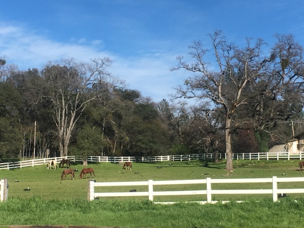 Explore the expansive facilities at Heavenly Oaks Farm, nestled in the picturesque foothills, awaiting your discovery.