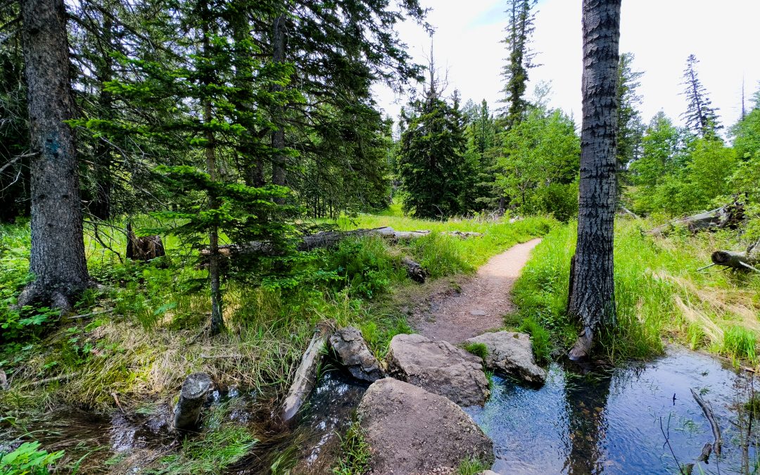 Family Fun in Nature: Experience the New York Creek Nature Trail!