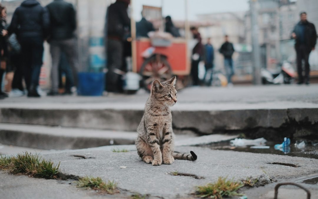 Fat Kitty City: Where Felines Roam Free and Fancy