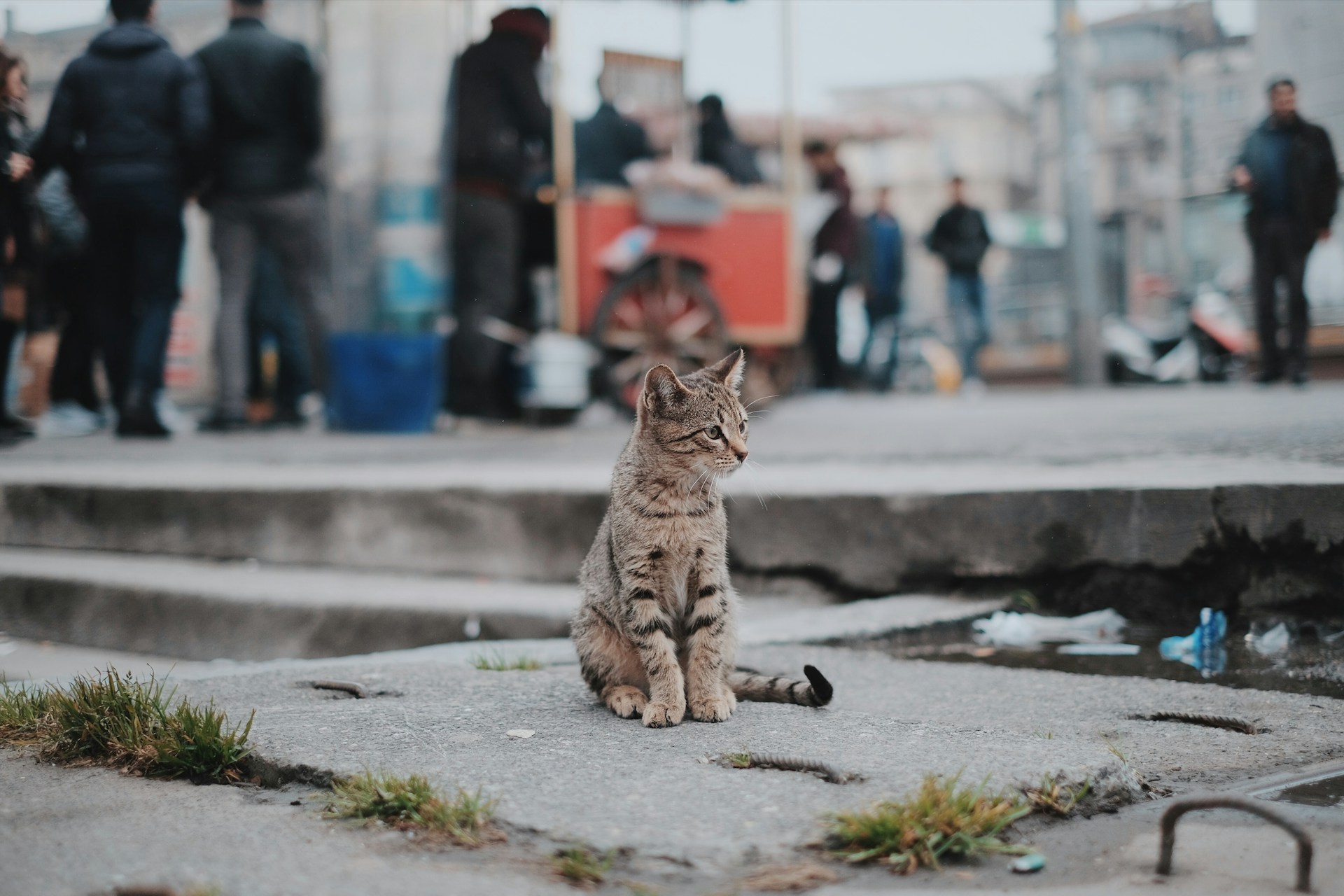 Fat Kitty City: Where Felines Roam Free and Fancy