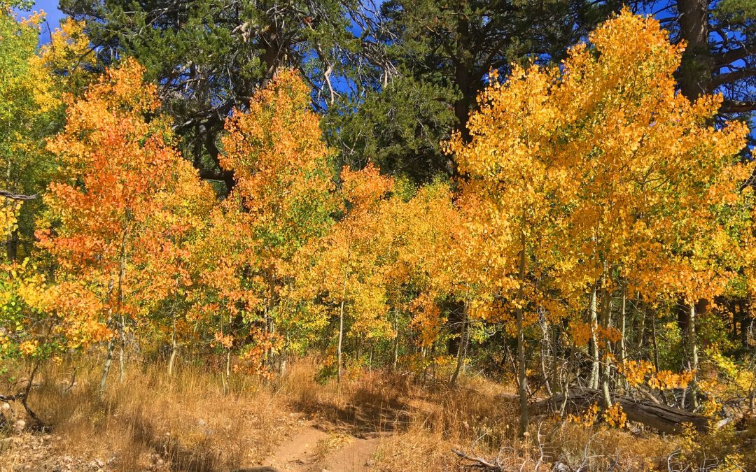 Scott’s Lake: A Fall Wonderland in El Dorado Hills