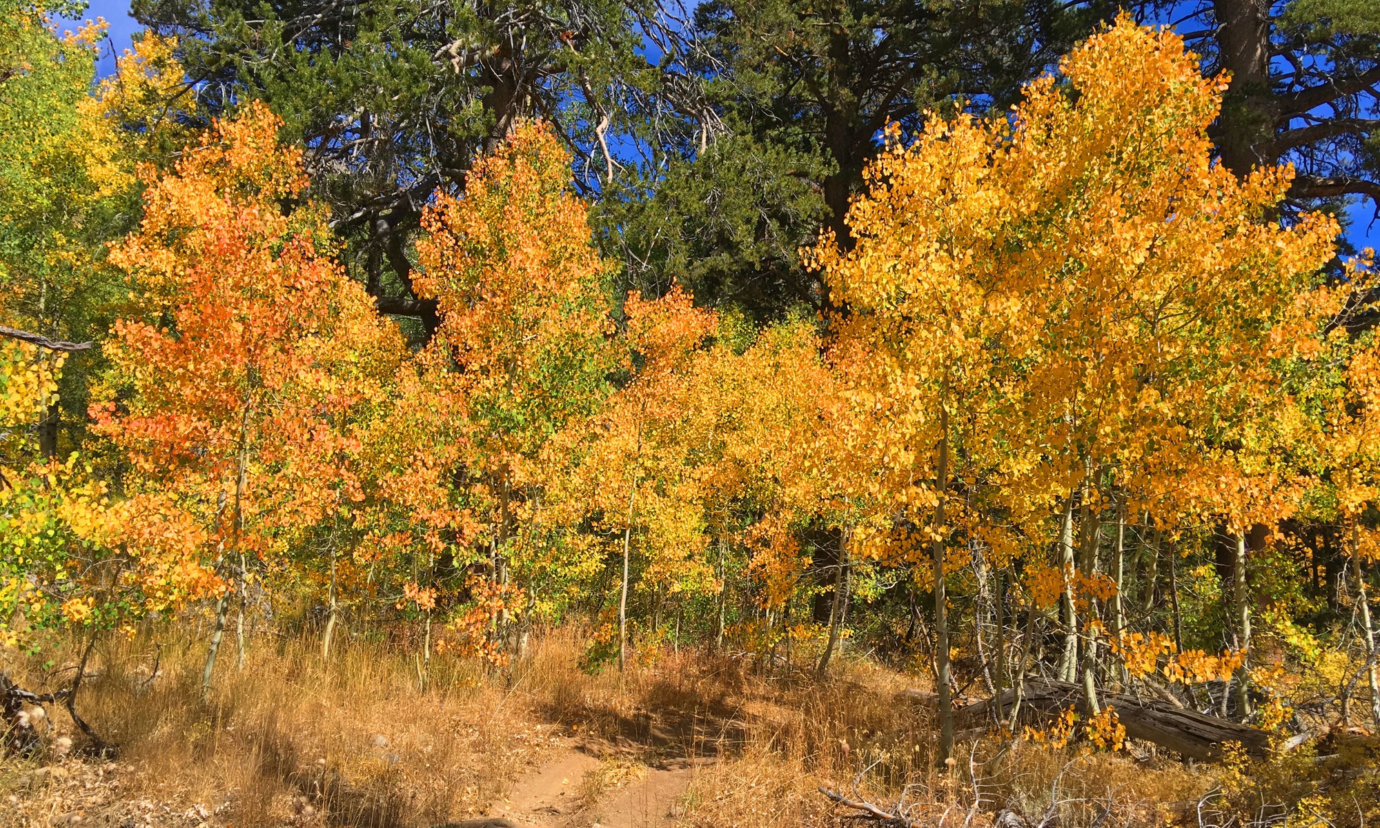 Scott's Lake: A Fall Wonderland in El Dorado Hills