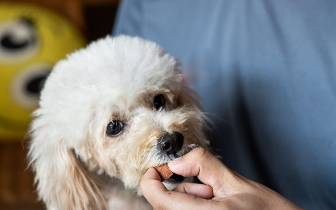 Your Pet’s New Favorite Place: MarketPlace Veterinary Hospital in El Dorado Hills