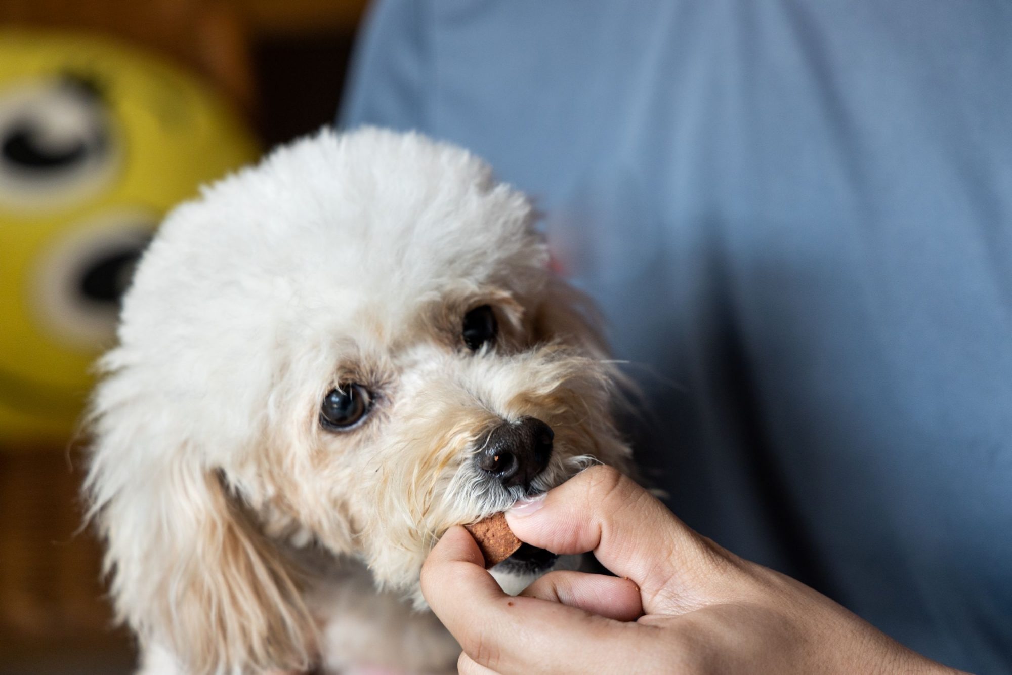 Your Pet’s New Favorite Place: MarketPlace Veterinary Hospital in El Dorado Hills