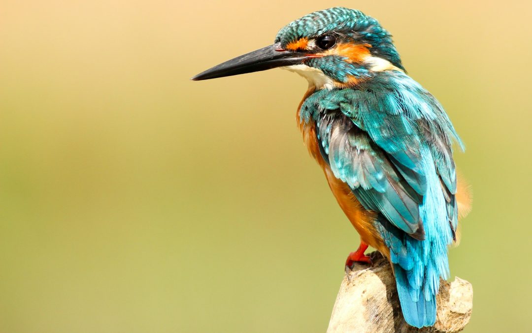 Explore El Dorado Hills: Top Birdwatching Sites and Seasonal Species Guides