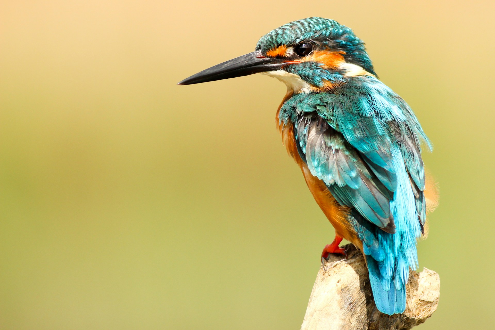 Explore El Dorado Hills: Top Birdwatching Sites and Seasonal Species Guides