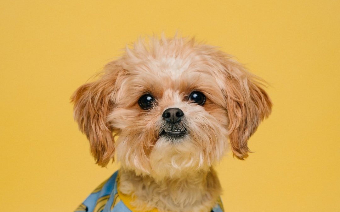 Welcome to The Dog House Pet Salon: Where Tails Wag and Whiskers Shine