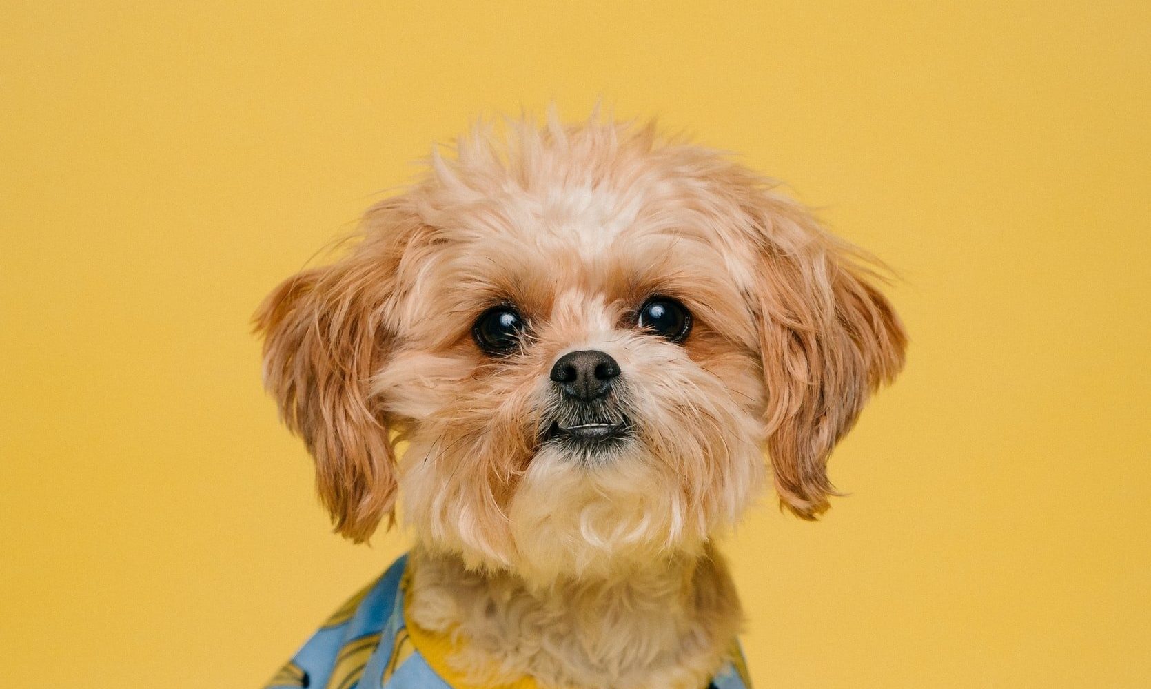 Welcome to The Dog House Pet Salon: Where Tails Wag and Whiskers Shine